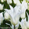 bily tulipan liliokvety tres chic 5