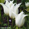 bily tulipan liliokvety tres chic 6