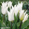 bily tulipan liliokvety tres chic 8