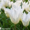 bily tulipan liliokvety tres chic 1