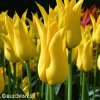 Tulipan liliokvety West point 5