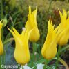 Tulipan liliokvety West point 7