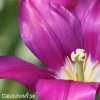 fialovy tulipan liliokvety yume no murasaki 4