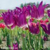 fialovy tulipan liliokvety yume no murasaki 7
