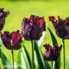 vinovy tulipan black parrot 5