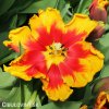 cervenozluty tulipan bright parrot 2