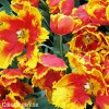 cervenozluty tulipan bright parrot 4