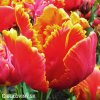 cervenozluty tulipan bright parrot 5