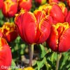 cervenozluty tulipan bright parrot 1