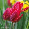 cerveny tulipan erna lindgreen 3