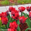 cerveny tulipan erna lindgreen 4