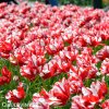 Tulipan Estella rijnveld 4