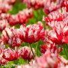 Tulipan Estella rijnveld 7