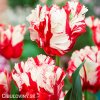 Tulipan Estella rijnveld 0