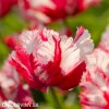 Tulipan Estella rijnveld 1