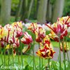 Tulipan Flaming parrot 4