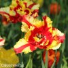 Tulipan Flaming parrot 6