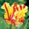 Tulipan Flaming parrot 8