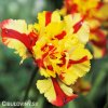 Tulipan Flaming parrot 1