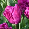 fialovy tulipan parrot prince 4