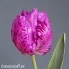 fialovy tulipan parrot prince 1