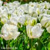 Tulipan White rebel 5
