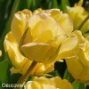 zluty tulipan akebono 6