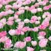 ruzovy plnokvety tulipan angelique 4