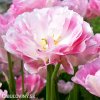 ruzovy plnokvety tulipan angelique 6