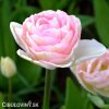 ruzovy plnokvety tulipan angelique 8