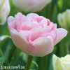 ruzovy plnokvety tulipan angelique 0