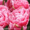 ruzovy plnokvety tulipan aveyron 7