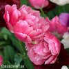 ruzovy plnokvety tulipan aveyron 9