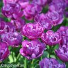 fialovy plnokvety tulipan blue diamond 2