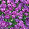 fialovy plnokvety tulipan blue diamond 3