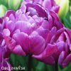 fialovy plnokvety tulipan blue diamond 1