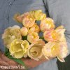 zlutoruzovy plnokvety tulipan creme upstar 3