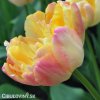 zlutoruzovy plnokvety tulipan creme upstar 1