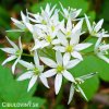 cesnek medvedi allium ursinum 5