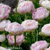 bily plnokvety tulipan danceline 4