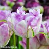 bilofialovy plnokvety tulipan double shirley 4