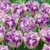 Tulipany Double shirley 1