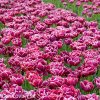 vinovy plnokvety tulipan dream touch 2