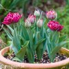 vinovy plnokvety tulipan dream touch 5