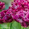 vinovy plnokvety tulipan dream touch 6