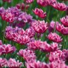 vinovy plnokvety tulipan dream touch 7