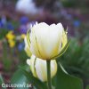 bily tulipan exotic emperor 5