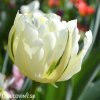 bily tulipan exotic emperor 1