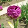 Tulipan Exquisit 6
