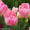 ruzovy plnokvety tulipan final star 8